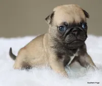 Otis, a male Pug for sale in Dallas, TX – 3 of 10