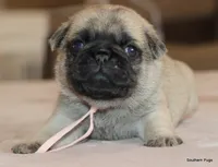 processed/86841252-d96f-490d-830f-8708d3f4c4ea/listing/c5d42009-981b-4d29-868f-dd0f2e863346/9779fcfc-a56d-48d0-83f0-bfee5bd17abd