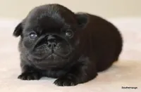 Jack, a male Pug for sale in Dallas, TX – Photo 9 of 10