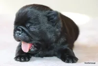 Jack, a male Pug for sale in Dallas, TX – Photo 4 of 10