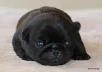 Jack, a male Pug for sale in Dallas, TX – Photo 8 of 10