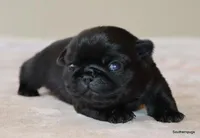 Jack, a male Pug for sale in Dallas, TX – Photo 7 of 10