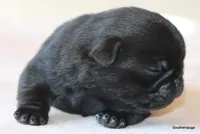 Jack, a male Pug for sale in Dallas, TX – Photo 6 of 10