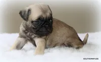 Biscuit , a female Pug for sale in Dallas, TX – 2 of 10