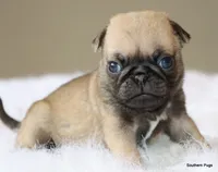 Otis, a male Pug for sale in Dallas, TX – 4 of 10