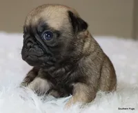 Biscuit , a female Pug for sale in Dallas, TX – 6 of 10