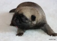 Alex, a male Pug for sale in Dallas, TX – 7 of 10