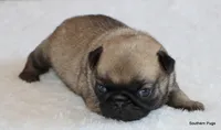 Hazel, a female Pug for sale in Dallas, TX – 5 of 9