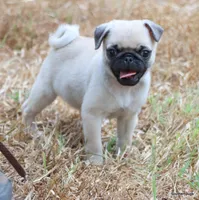 Ace, a male Pug for sale in Dallas, TX – 9 of 10