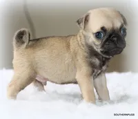 Otis, a male Pug for sale in Dallas, TX – 5 of 10