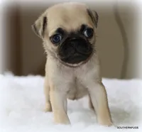 Walter, a male Pug for sale in Dallas, TX – 7 of 9