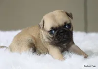 Walter, a male Pug for sale in Dallas, TX – 4 of 10