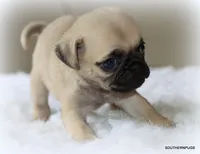 Walter, a male Pug for sale in Dallas, TX – 3 of 9