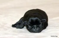 Cooper, a male Pug for sale in Dallas, TX – Photo 4 of 10