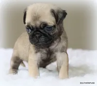 Biscuit , a female Pug for sale in Dallas, TX – 5 of 10