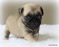 Biscuit , a female Pug for sale in Dallas, TX – 10 of 10