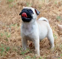 Ace, a male Pug for sale in Dallas, TX – 4 of 10