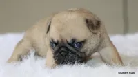 Noodle, a female Pug for sale in Dallas, TX – 8 of 10