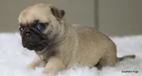 Walter, a male Pug for sale in Dallas, TX – 10 of 10