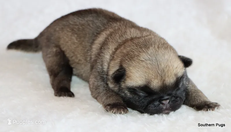Alex – Pug puppy for sale in Dallas, TX