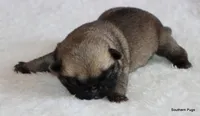 Alex, a male Pug for sale in Dallas, TX – 10 of 10