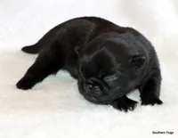 Timmy, a male Pug for sale in Dallas, TX – 6 of 10