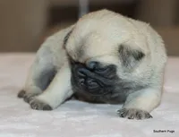 processed/86841252-d96f-490d-830f-8708d3f4c4ea/listing/edbfc400-66ac-456f-a5a4-e56dbcb96d98/8d4a2abc-064b-4d35-9d83-68263d840f75