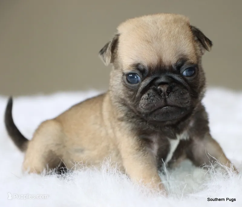Otis – Pug puppy for sale in Dallas, TX