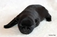 Timmy, a male Pug for sale in Dallas, TX – 4 of 10