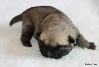 Alex, a male Pug for sale in Dallas, TX – 2 of 10