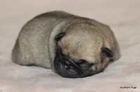 Panko, a male Pug for sale in Dallas, TX – Photo 3 of 9