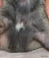 Panko, a male Pug for sale in Dallas, TX – Photo 9 of 9