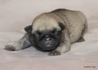 Panko, a male Pug for sale in Dallas, TX – Photo 1 of 9