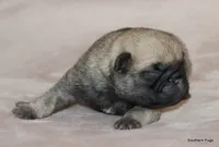 Panko, a male Pug for sale in Dallas, TX – Photo 5 of 9