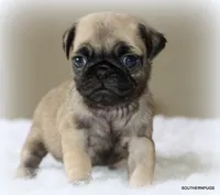 Biscuit , a female Pug for sale in Dallas, TX – 9 of 10