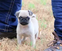 Ace, a male Pug for sale in Dallas, TX – 2 of 10