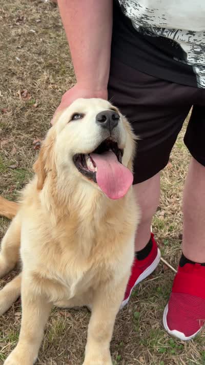 Rex, a male Golden Retriever for sale in Woburn, MA – 3 of 3
