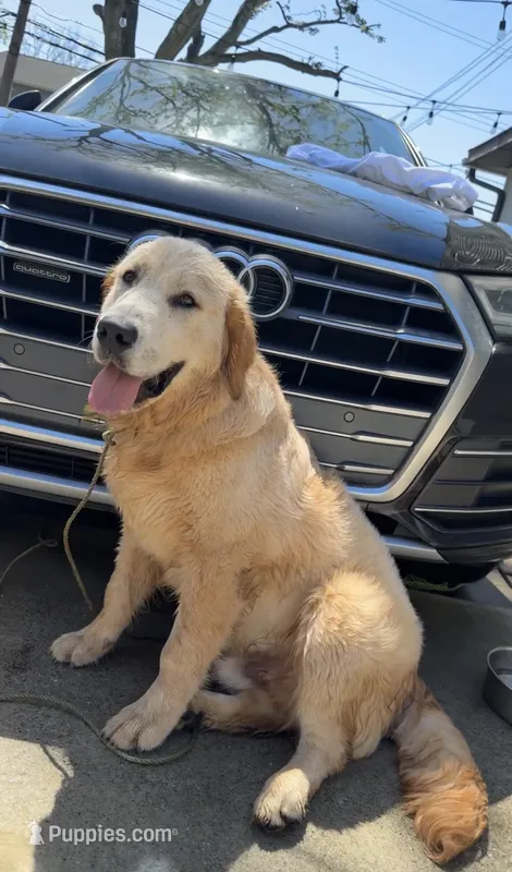 Rex – Golden Retriever puppy for sale in Woburn, MA
