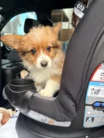 Purple, a female Pembroke Welsh Corgi for sale in Duluth, MN – 3 of 6
