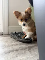 Purple, a female Pembroke Welsh Corgi for sale in Duluth, MN – 2 of 6