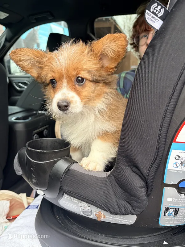 Purple – Pembroke Welsh Corgi puppy for sale in Duluth, MN