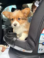 Purple, a female Pembroke Welsh Corgi for sale in Duluth, MN – 1 of 6