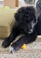 Female, a female Newfoundland and Labrador Retriever for sale in Duluth, MN – 2 of 4