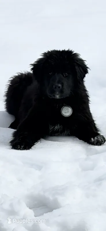 Female – Newfoundland, Labrador Retriever puppy for sale in Duluth, MN