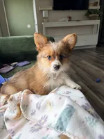 Purple, a female Pembroke Welsh Corgi for sale in Duluth, MN – 6 of 6