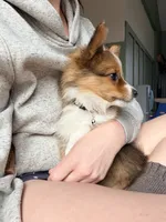 Purple, a female Pembroke Welsh Corgi for sale in Duluth, MN – 4 of 6