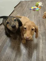 Cheryl, a female Miniature Dachshund for sale in Disputanta, VA – 4 of 7