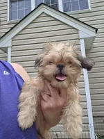 Frank, a male Shih Tzu for sale in Disputanta, VA – 2 of 4