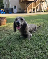 Cheryl, a female Miniature Dachshund for sale in Disputanta, VA – 6 of 7