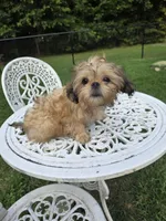 Frank, a male Shih Tzu for sale in Disputanta, VA – 3 of 4